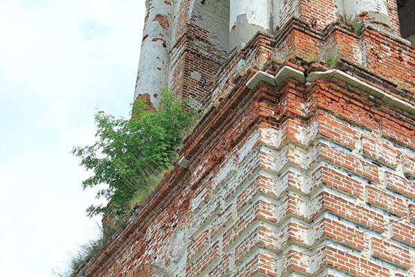 Колокольня храмого ансамбля с. Николо-Погост - поросль на стенах.